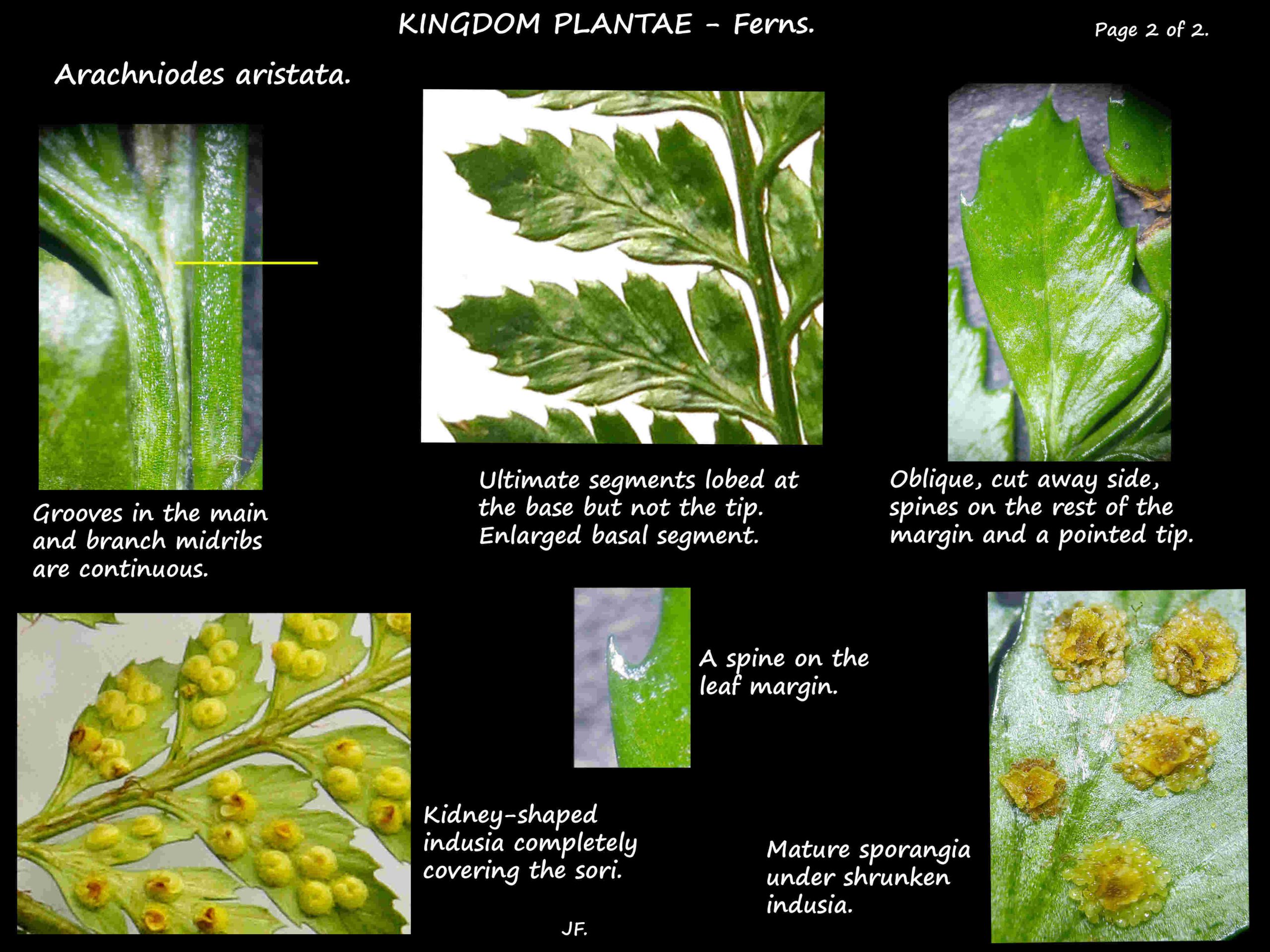 2 Leaflets & sporangia of Arachniodes aristata